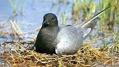 Guifette noire (Chlidonias niger)
