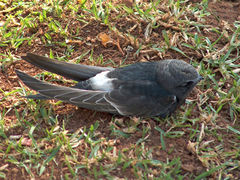 Martinet cafre (Apus caffer)