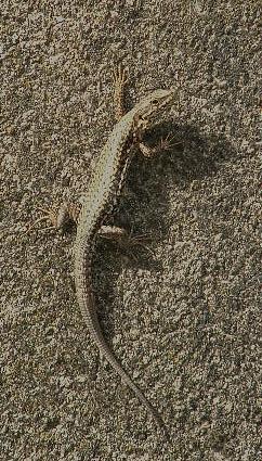 Lézard des murailles Podarcis muralis