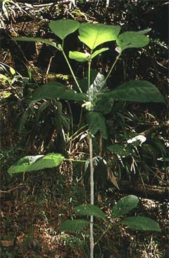 Un plant de kratum (Mitragyna speciosa)