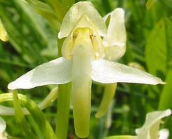 Platanthera chlorantha
