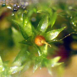 Physcomitrella patens