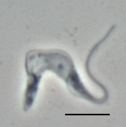Trypanosoma brucei brucei (TREU667)La ligne noire représente 10 µm.