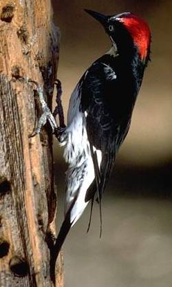 Melanerpes formicivorus