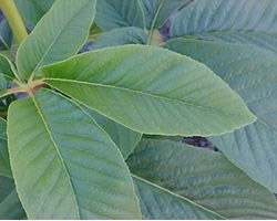 Feuilles d'Aesculus californica