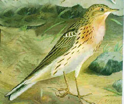 Pipit à gorge rousse (Anthus cervinus)