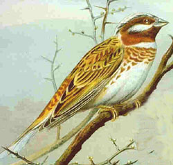 Bruant à calotte blanche(Emberiza leucocephalos)