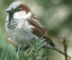 Moineau domestique(Passer domesticus de l'ordre Passeriformes )