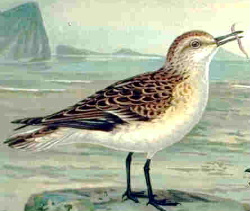 Bécasseau minute (Calidris minuta)