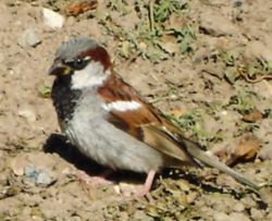 Moineau domestique