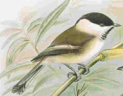 Poecile montana