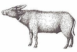 Tamarau (Bubalus mindorensis)