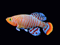 Nothobranchius rachovii mâle
