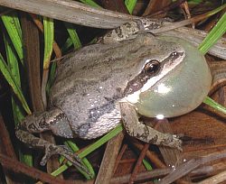 Pseudacris triseriata