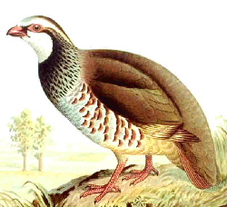 Alectoris rufa