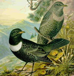 Merle à plastron