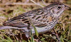 Pooecetes gramineus