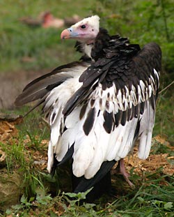 Trigonoceps occipitalis