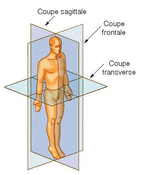 Coupe anatomie.jpg