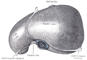 Liver superior.jpg