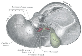 Liver inferior.jpg