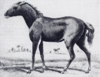 Tarpan (Equus ferus gmelini)Dessin de Borisov, 1841