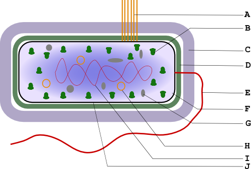 Figure 1 : Structure bactérienne, schéma simplifié.