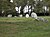 Langon35 Demoiselles-01.jpg