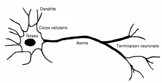 Fabrication de neurones moteurs humains à partir de cellules souches