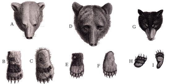 Dessin comparaison ours.jpg