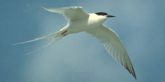 Sterna dougallii