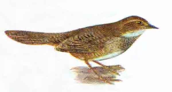 Atrichornithidae