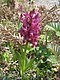 Orchis sureau pourpre.JPG
