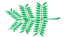Leaf morphology bipinnate.png