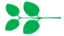 Leaf morphology opposate.png
