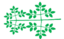 Leaf morphology tripinnate.png