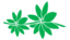 Leaf morphology whorled.png