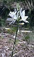 Anthericum liliago kz.jpg