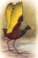 Jacana spinosa.jpg