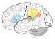 Brain Surface Gyri.SVG