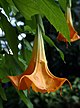 Brugmansia (detail).jpg