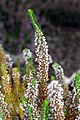 Erica vagans - close-up (aka).jpg