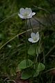 Parnassia palustris.JPG