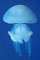 Rizostoma pulmo.jpg