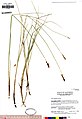Carex diandra UC1755344.jpg