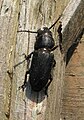 Spondylis buprestoides3.jpg