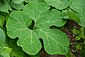 Cucurbita ficifolia - feuille01.jpg
