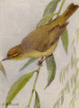 Orange-crowned Warbler NGM-v31-p308-B.jpg