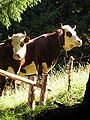 Abondance cows.jpg