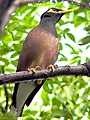Acridotheres tristis2.jpg